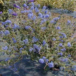 Ceanothe de Burkwood / Ceanothus burkwoodii